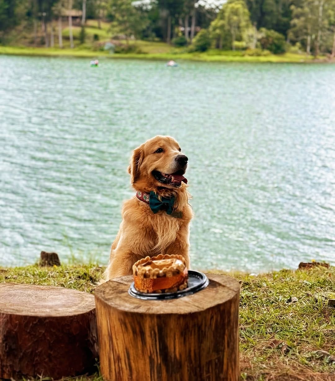 Post 6 by Golden Doggito on Instagram (carousel)
