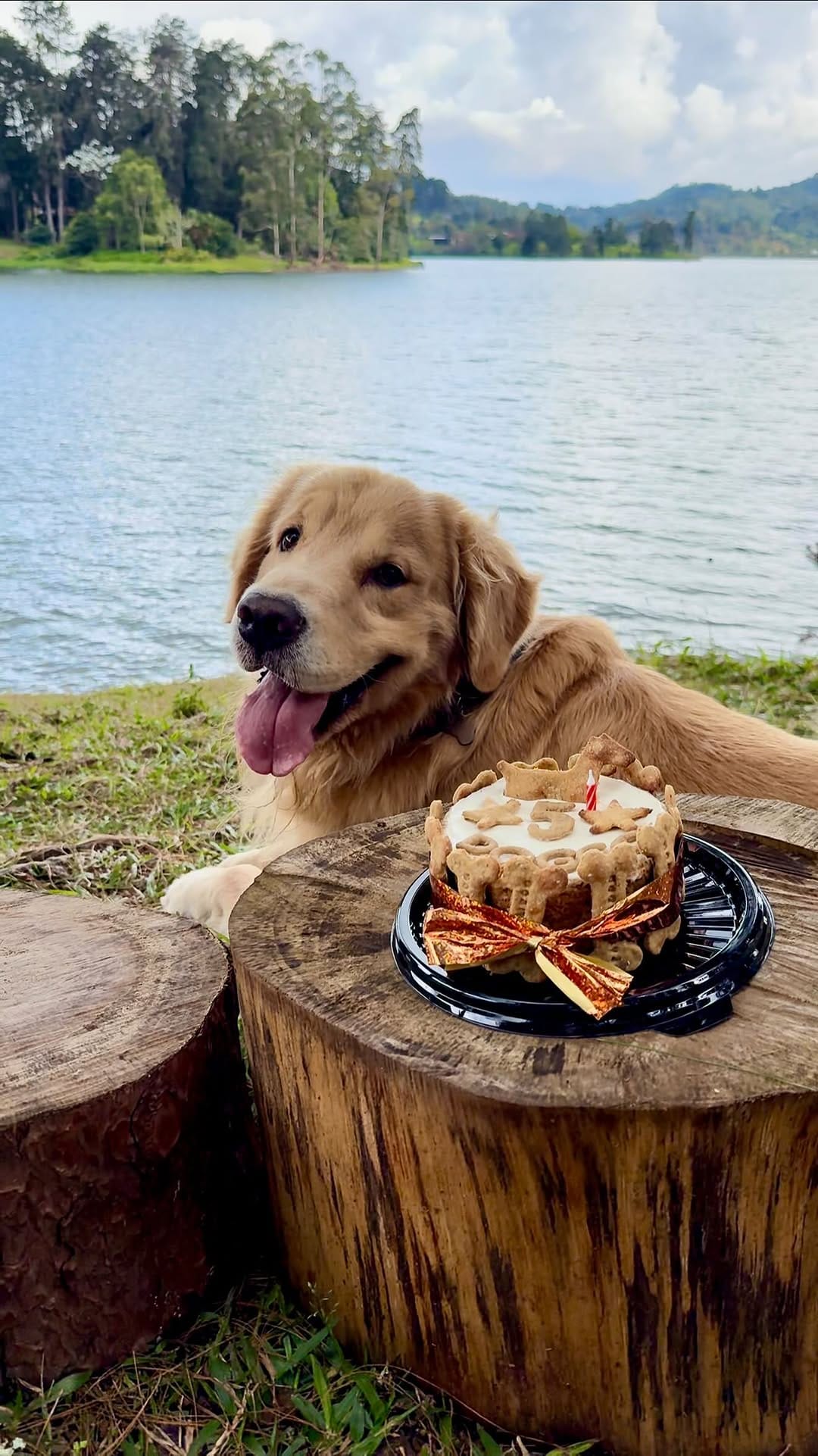 Post 5 by Golden Doggito on Instagram (video)