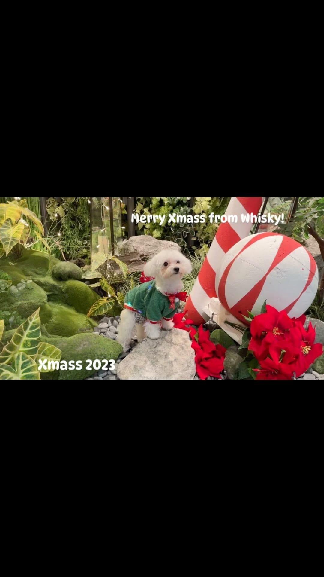 Post 10 by Hi Valentinaliem Here ❤️ on Instagram (video)