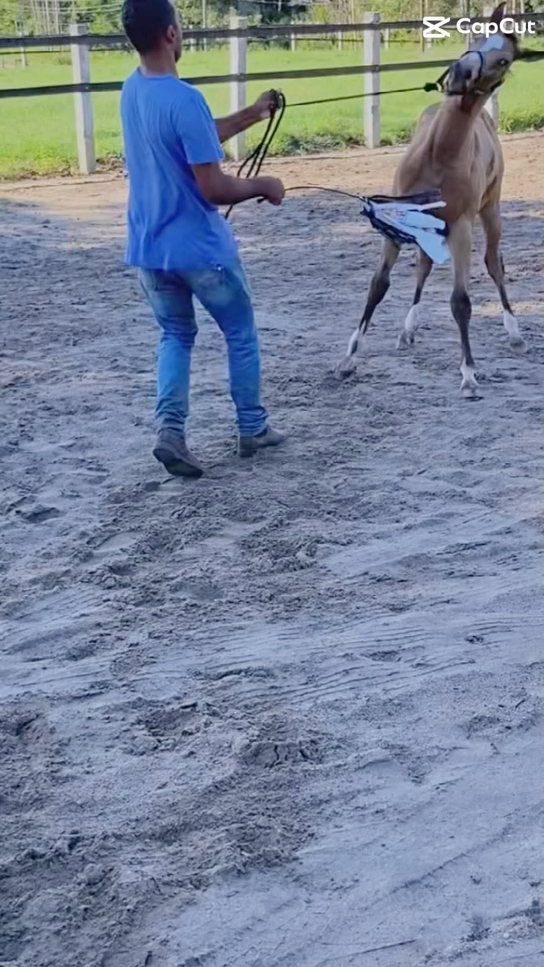 Post 9 by ꧁ Ninho Ranch ꧂ on Instagram (video)