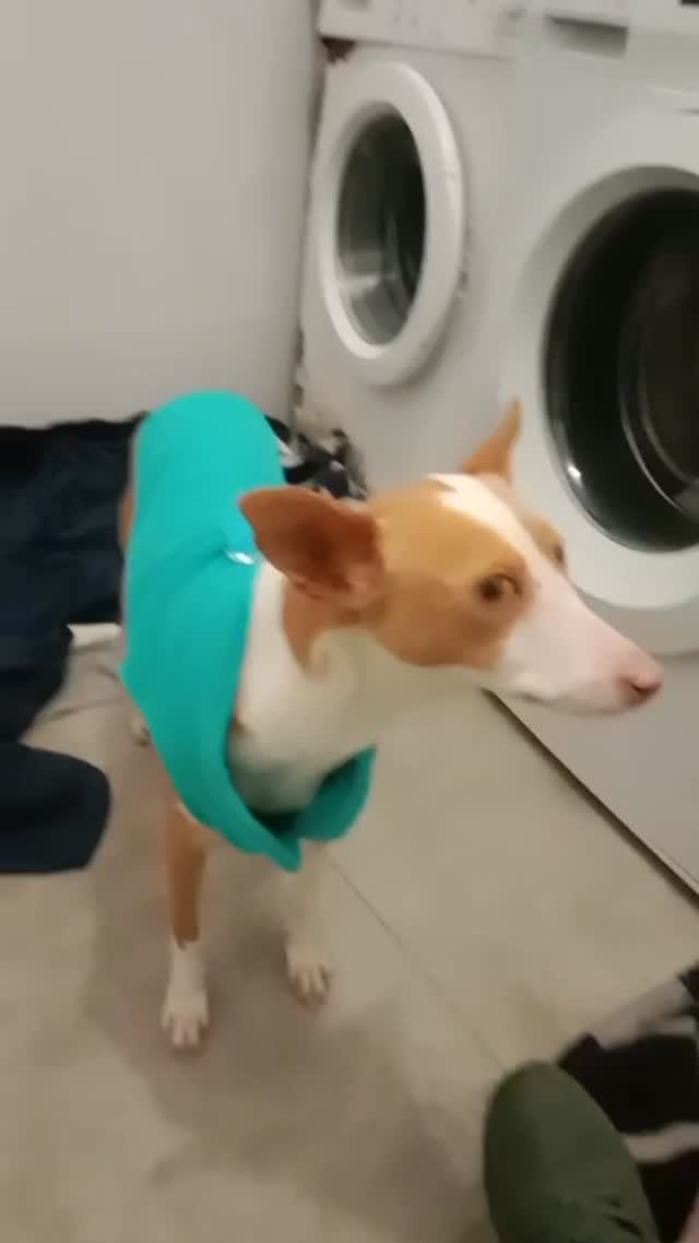 Post 6 by AMIGOGALGO on Instagram (video)