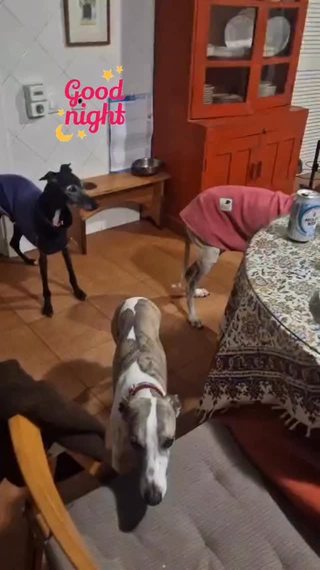 Post 7 by AMIGOGALGO on Instagram (video)