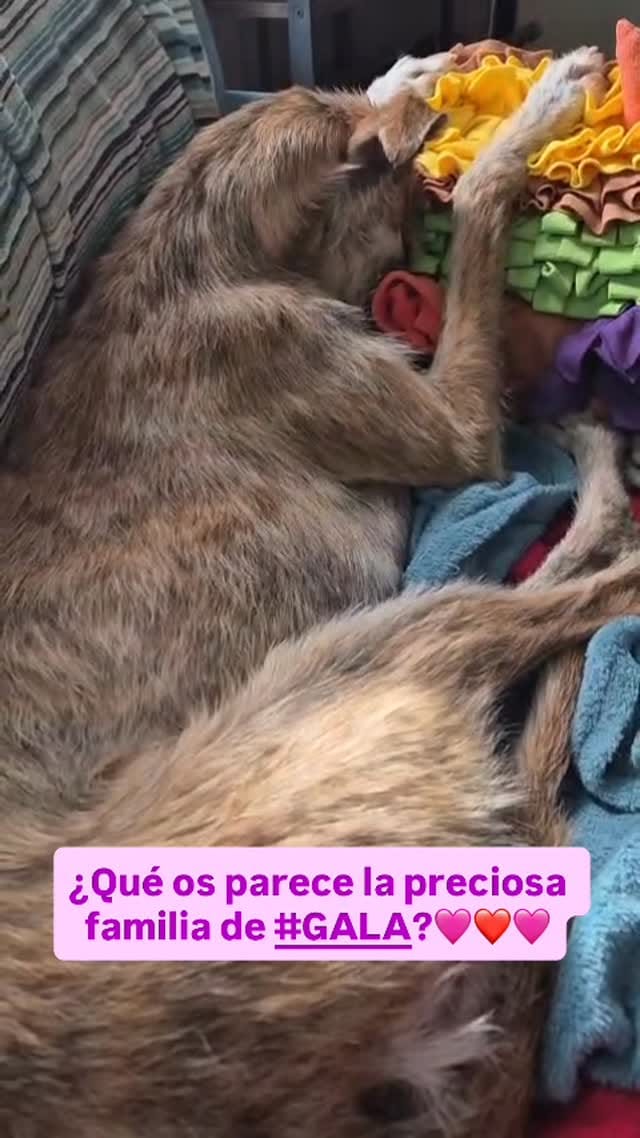 Post 8 by AMIGOGALGO on Instagram (video)