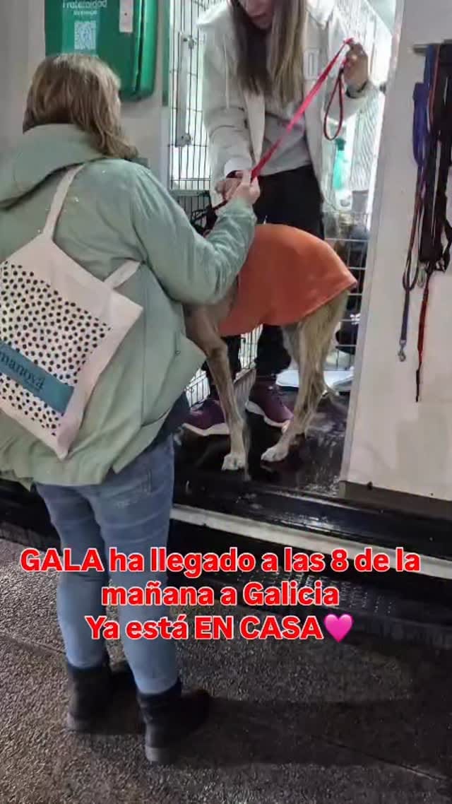 Post 9 by AMIGOGALGO on Instagram (video)