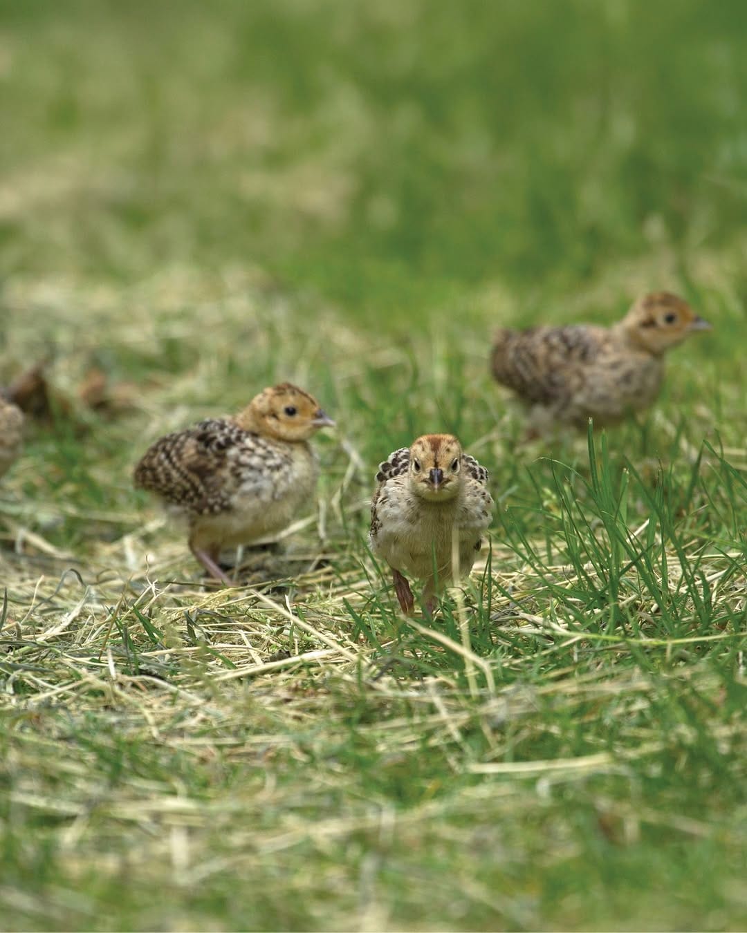 Post 8 by Pheasants Forever - Official on Instagram (carousel)
