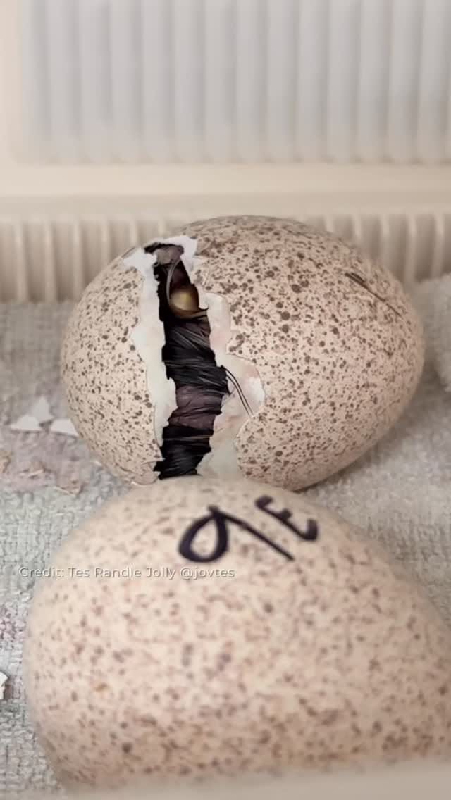 Post 1 by UF Game Lab on Instagram (video)