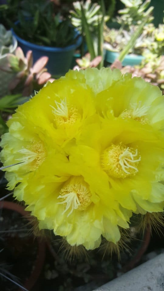 Post 9 by 🌵cactuslovers80🌿 on Instagram (video)