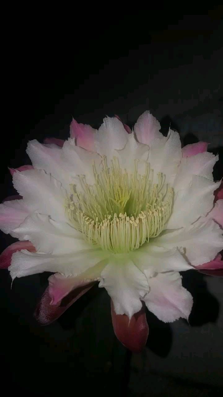 Post 7 by 🌵cactuslovers80🌿 on Instagram (video)