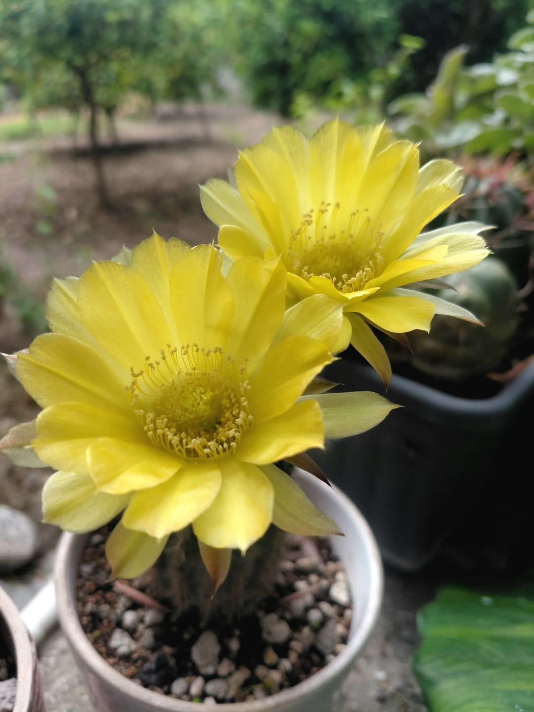 Post 1 by 🌵cactuslovers80🌿 on Instagram (carousel)