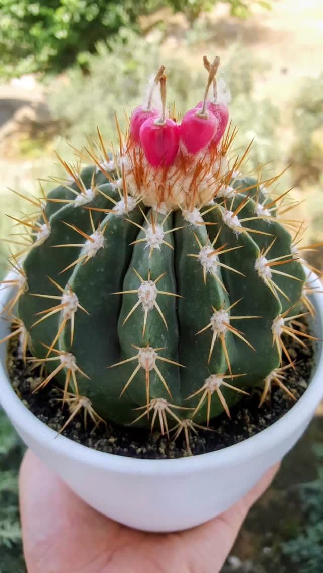 Post 6 by 🌵cactuslovers80🌿 on Instagram (video)