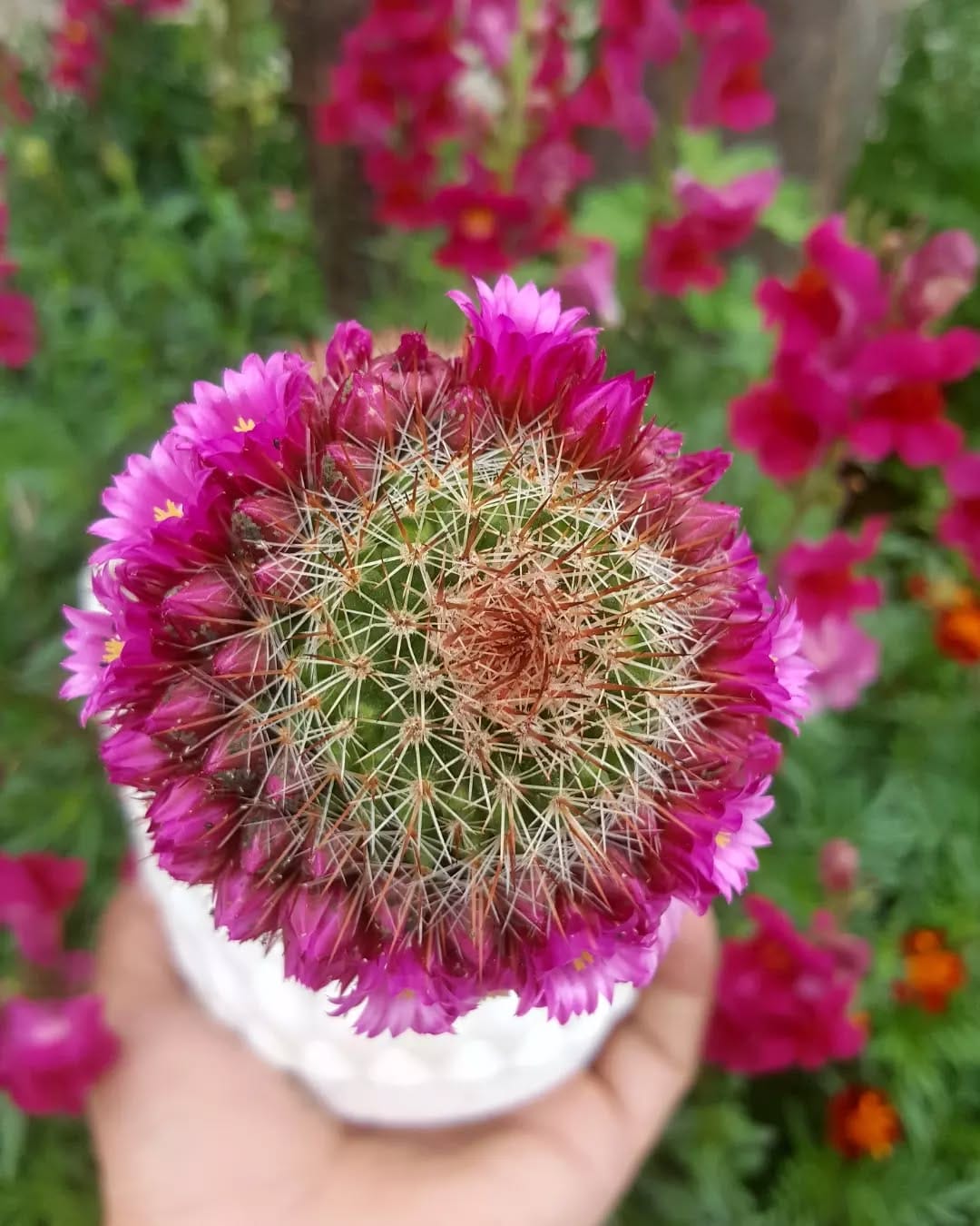 Post 8 by 🌵cactuslovers80🌿 on Instagram (carousel)