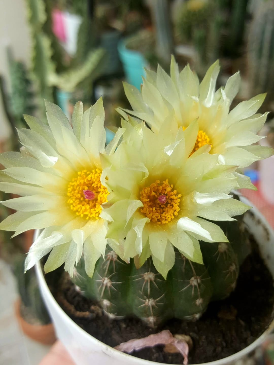 Post 3 by 🌵cactuslovers80🌿 on Instagram (carousel)