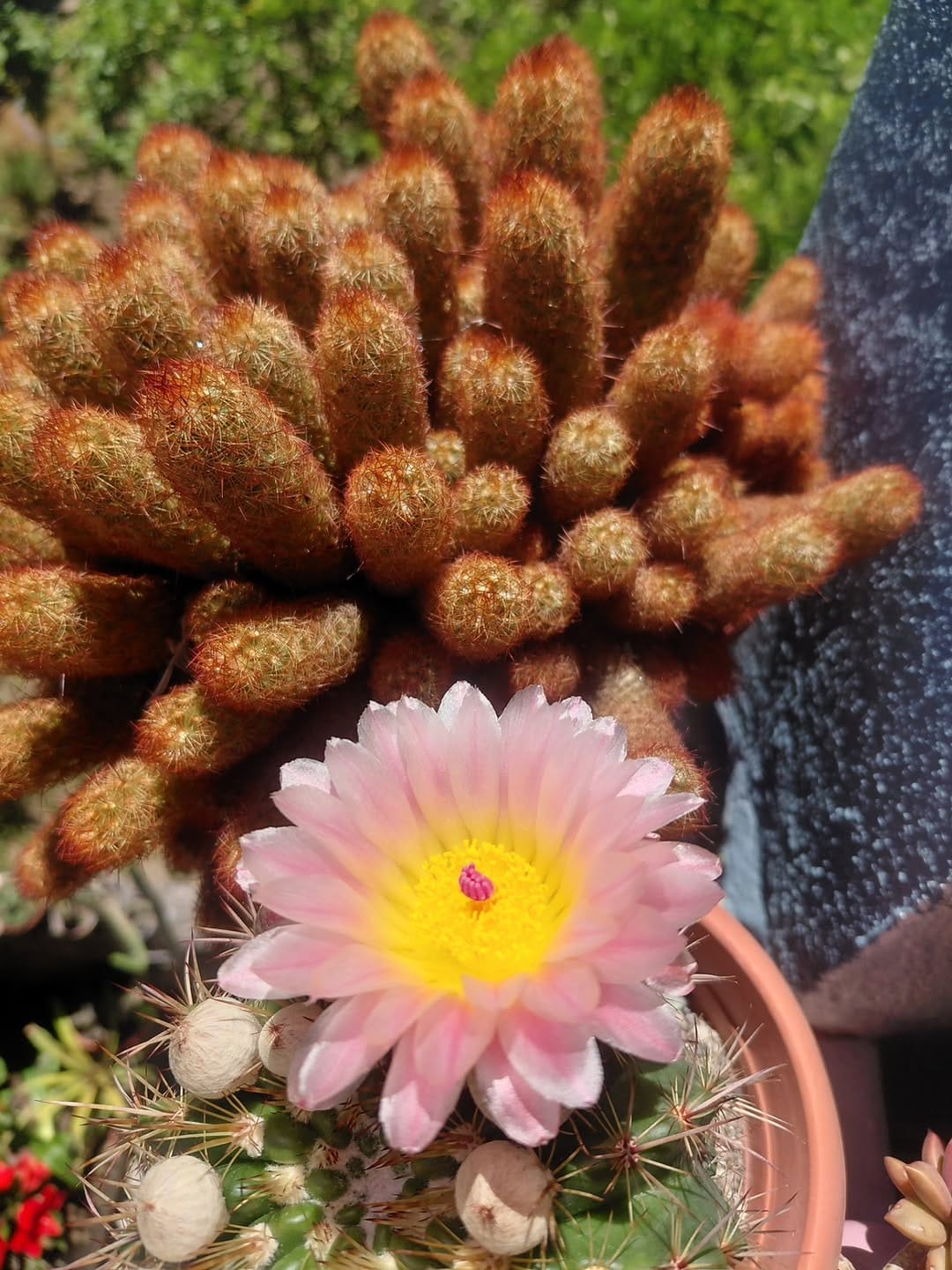 Post 4 by 🌵cactuslovers80🌿 on Instagram (carousel)