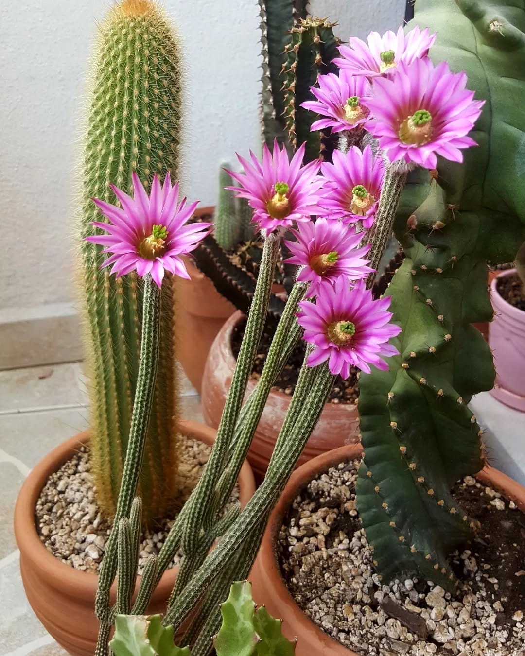 Post 10 by 🌵cactuslovers80🌿 on Instagram (carousel)