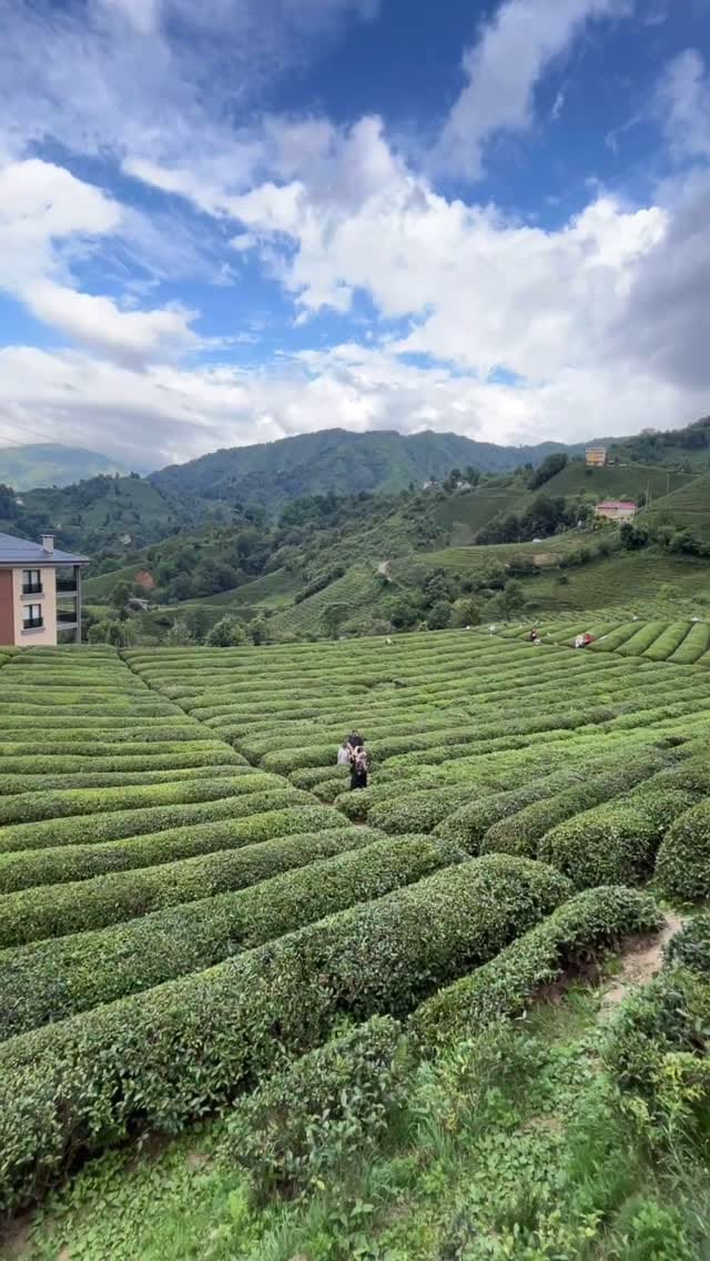 Post 8 by Gülshen Çiftgumush on Instagram (video)