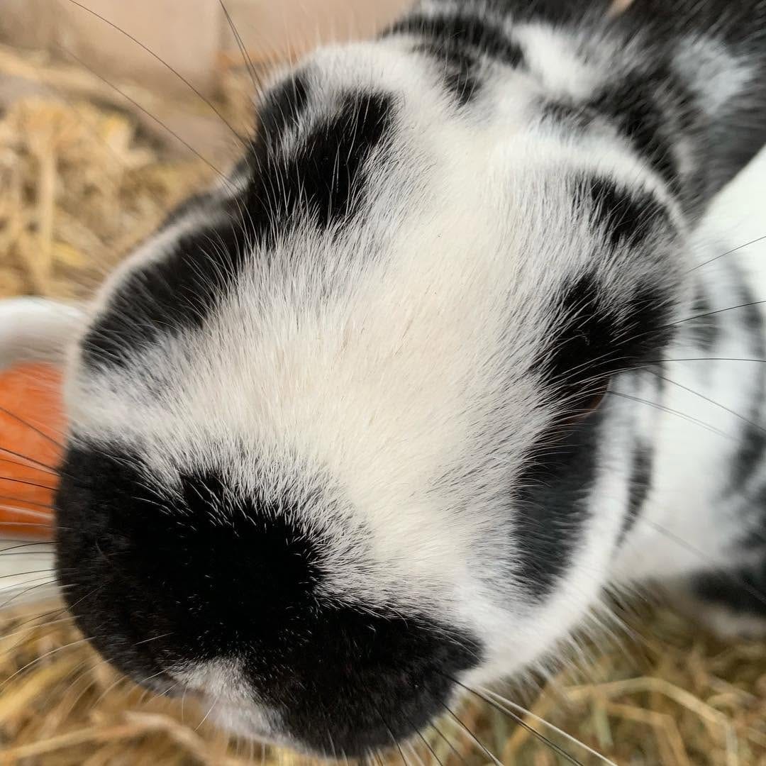 Post 8 by Harry_Rabbit on Instagram (image)
