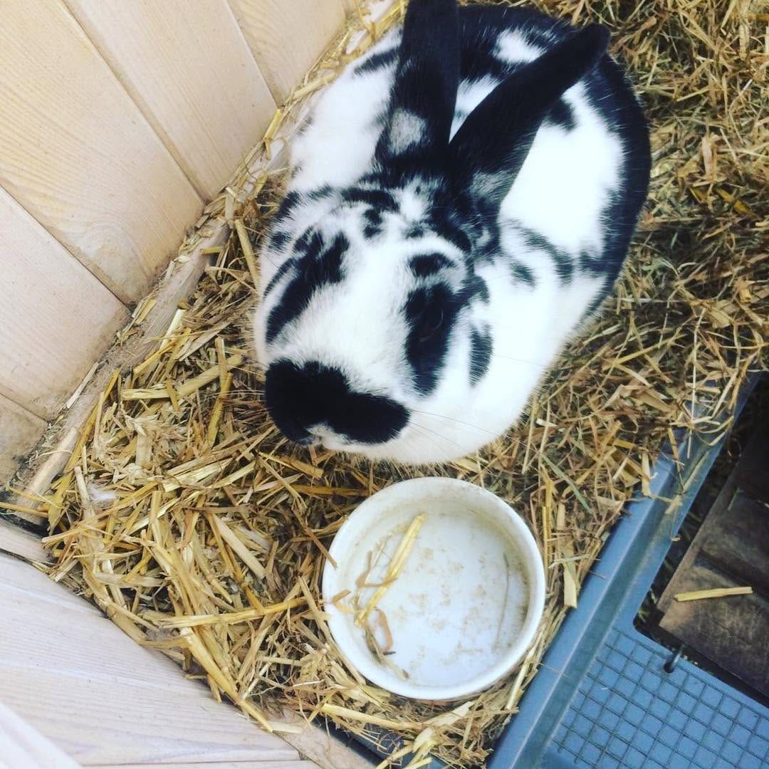 Post 6 by Harry_Rabbit on Instagram (image)