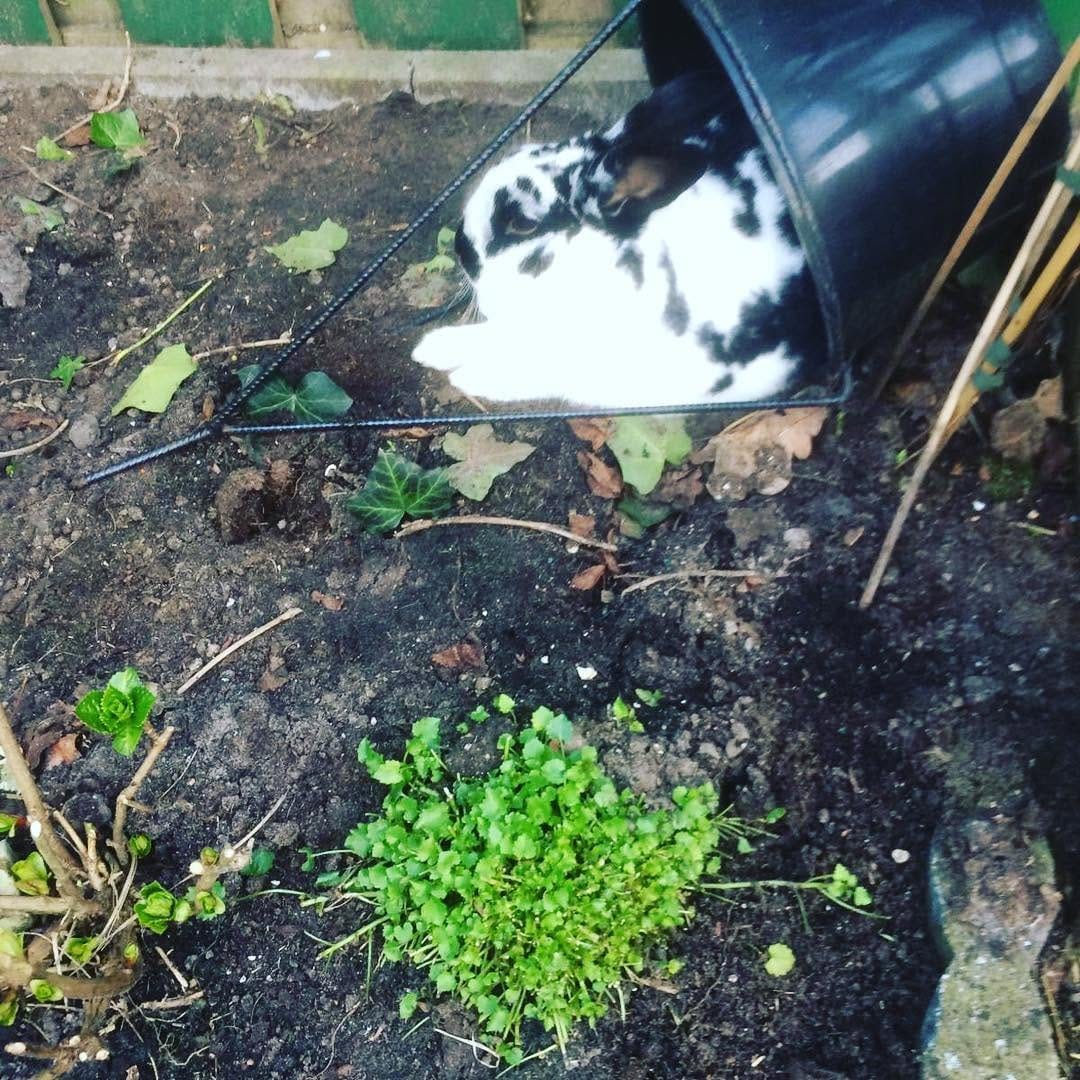 Post 5 by Harry_Rabbit on Instagram (image)
