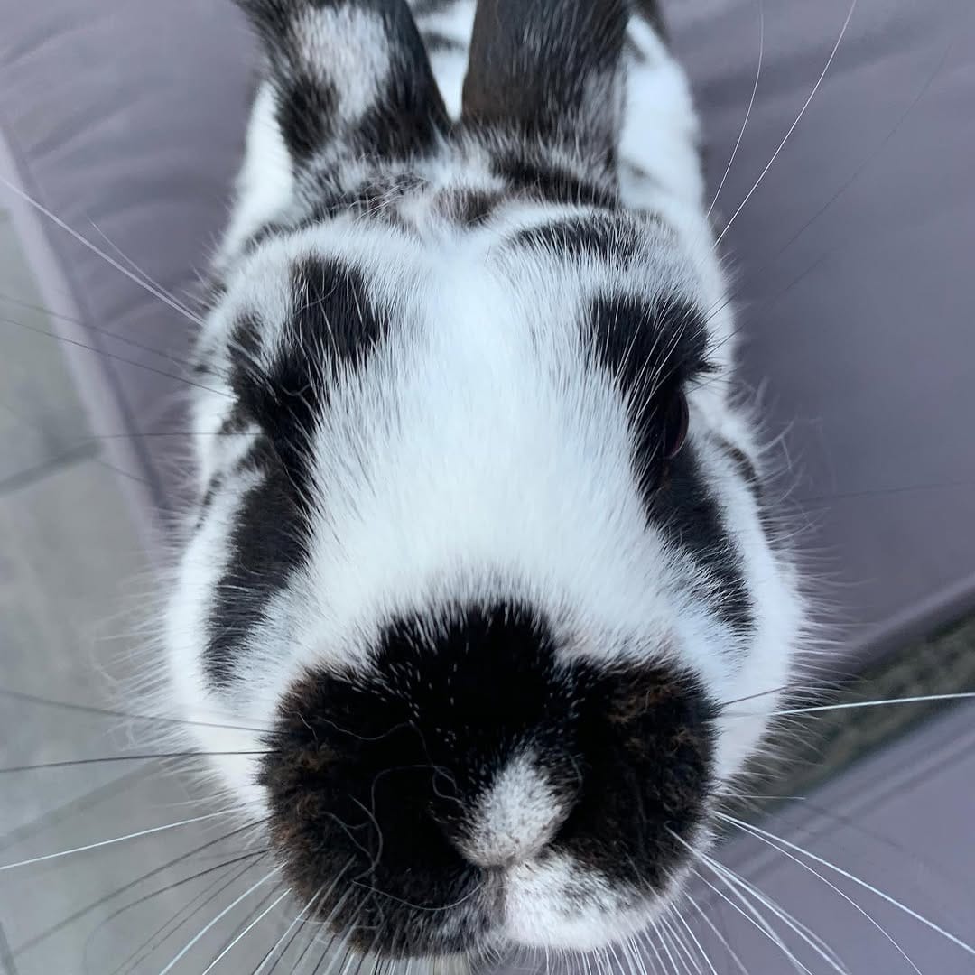 Post 3 by Harry_Rabbit on Instagram (image)