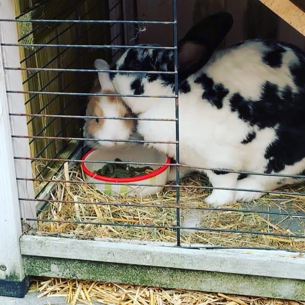 Post 1 by Harry_Rabbit on Instagram (video)