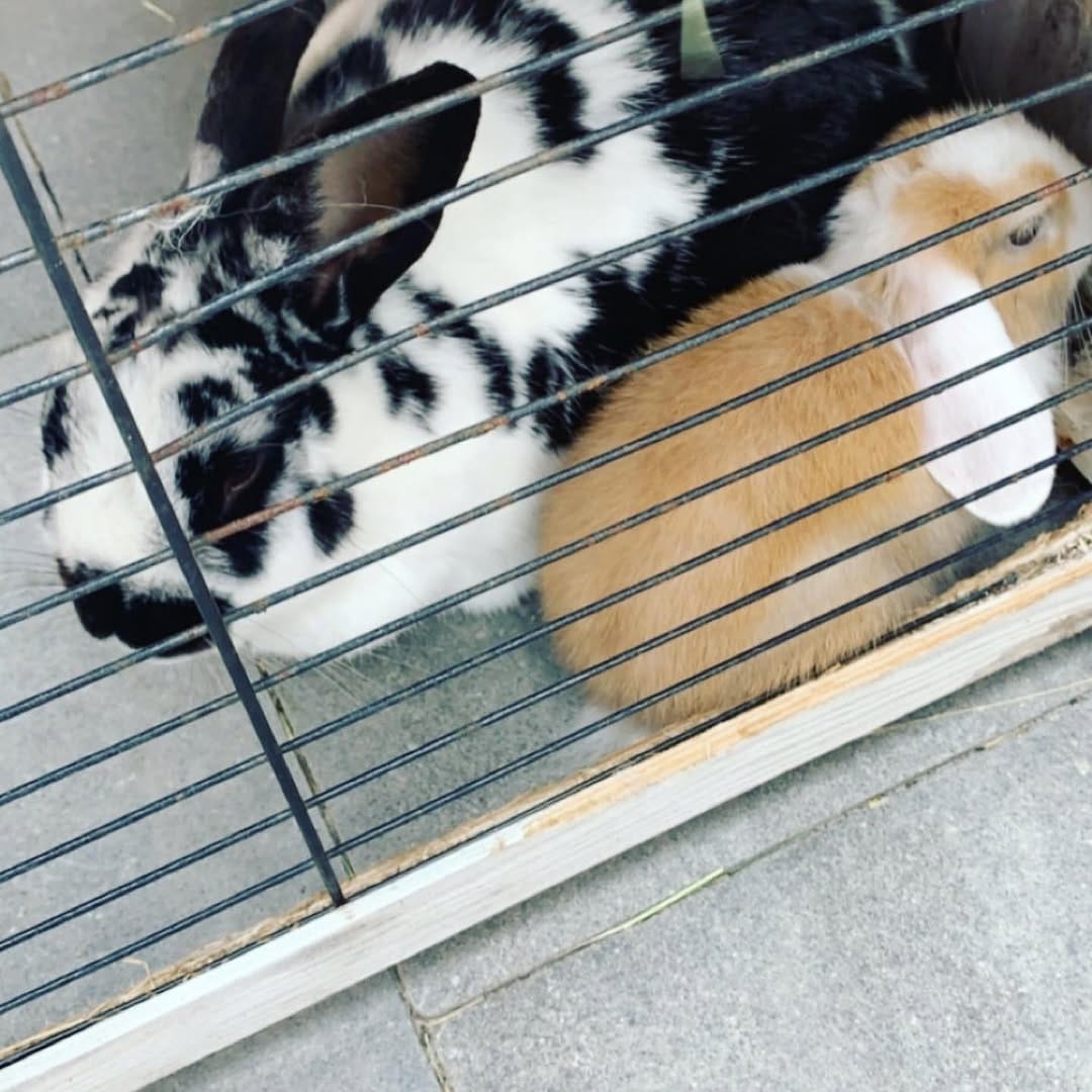 Post 4 by Harry_Rabbit on Instagram (carousel)