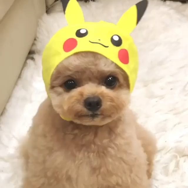 Post 10 by ALL DOG JAPAN on Instagram (video)