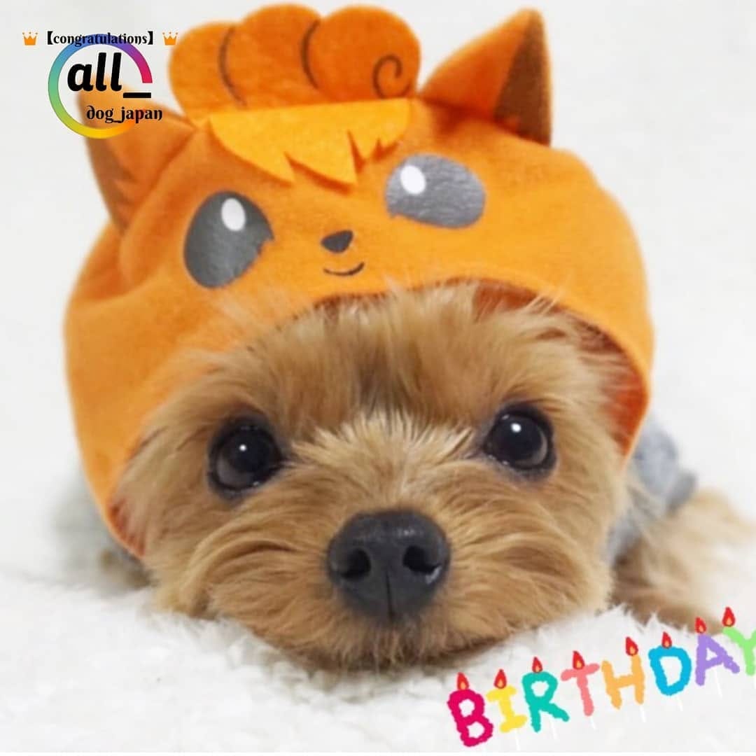 Post 7 by ALL DOG JAPAN on Instagram (image)