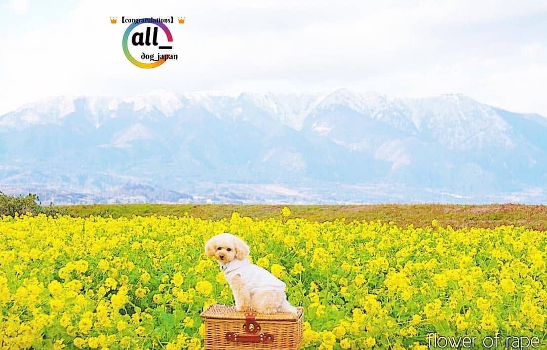 Post 4 by ALL DOG JAPAN on Instagram (image)