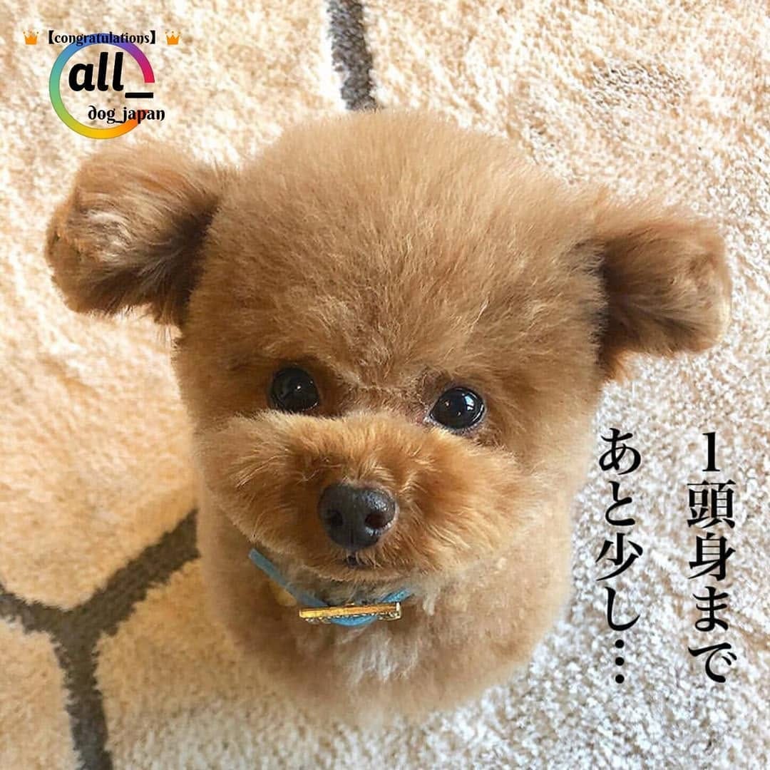 Post 2 by ALL DOG JAPAN on Instagram (image)