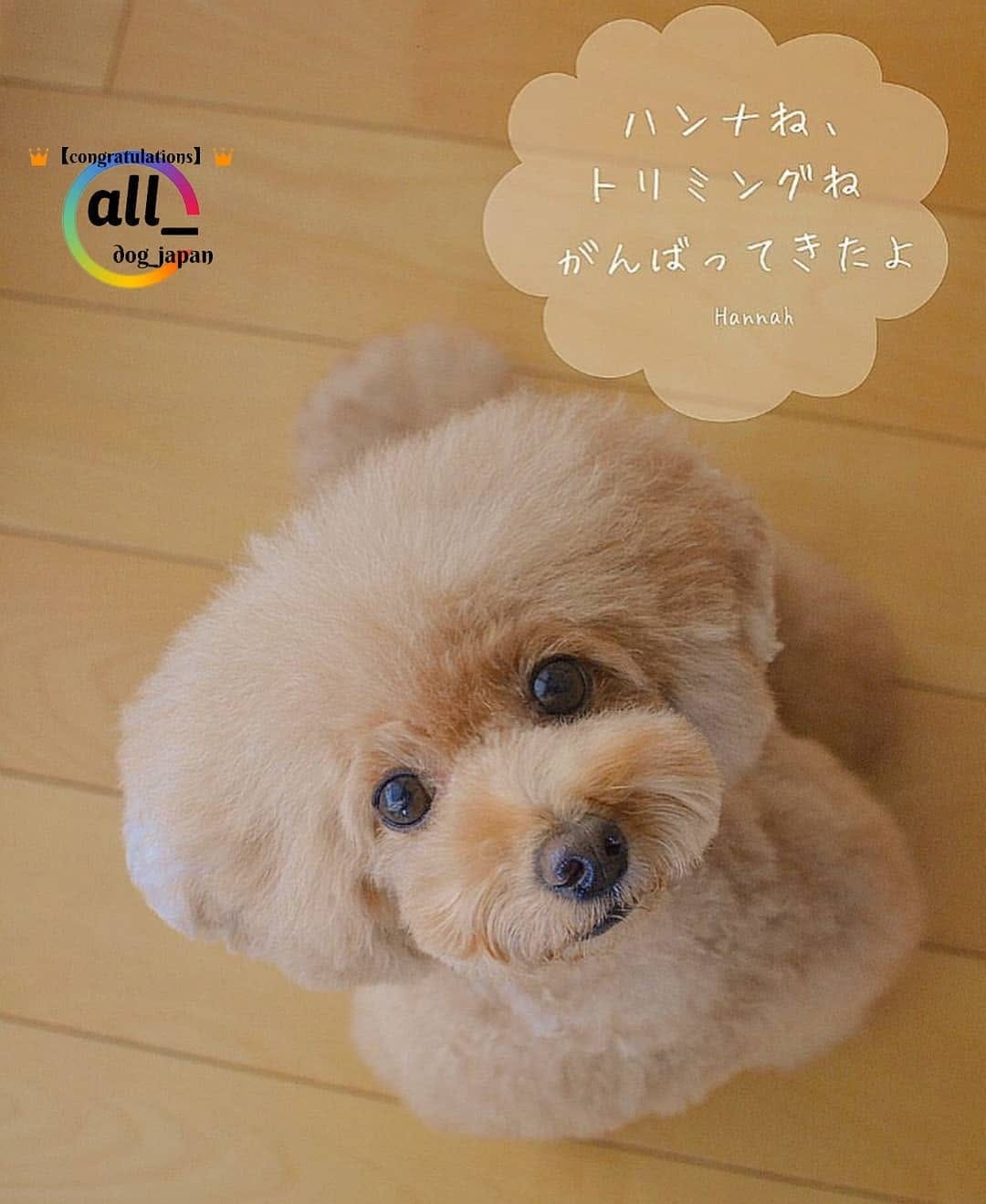 Post 3 by ALL DOG JAPAN on Instagram (image)