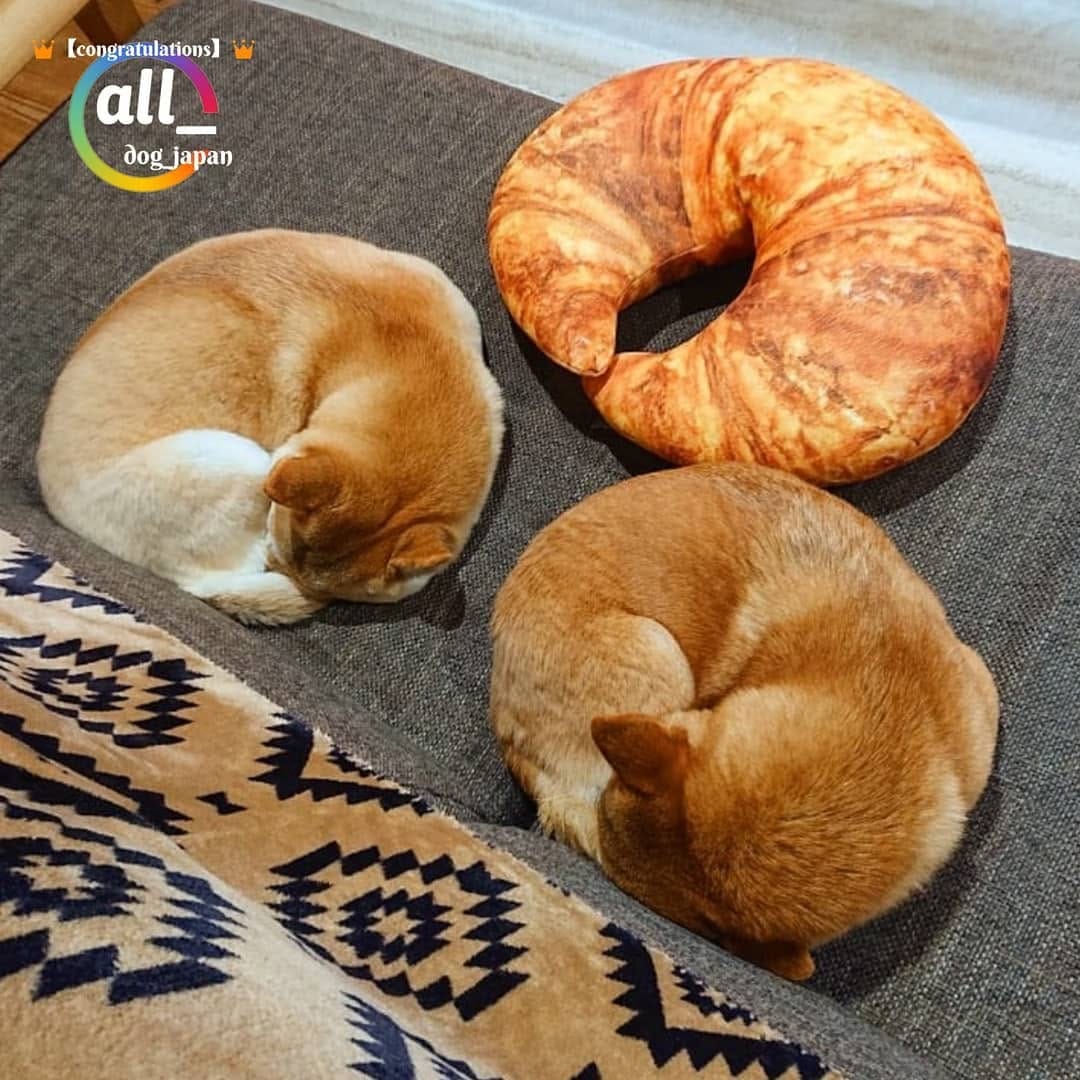 Post 1 by ALL DOG JAPAN on Instagram (image)