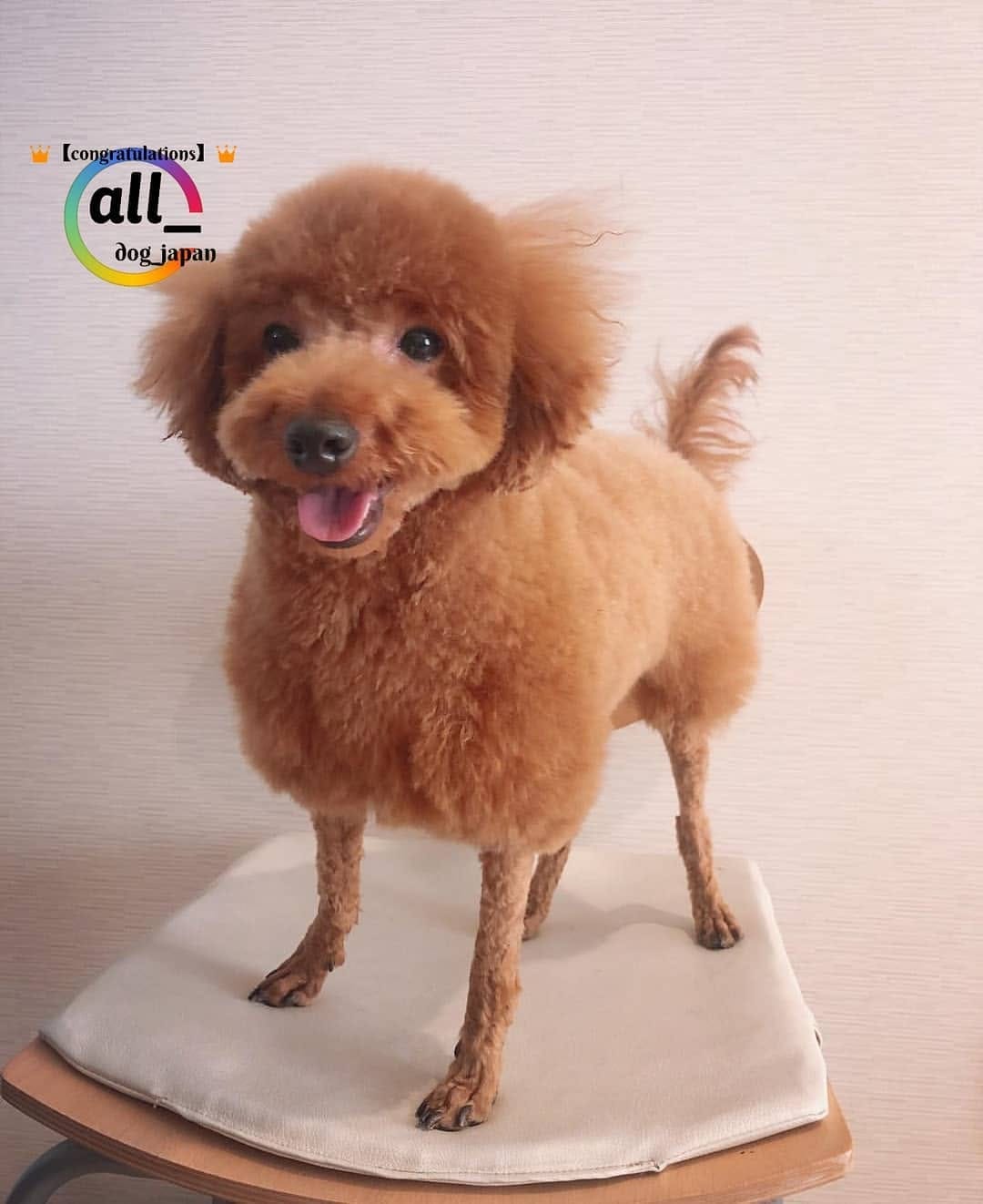 Post 9 by ALL DOG JAPAN on Instagram (image)