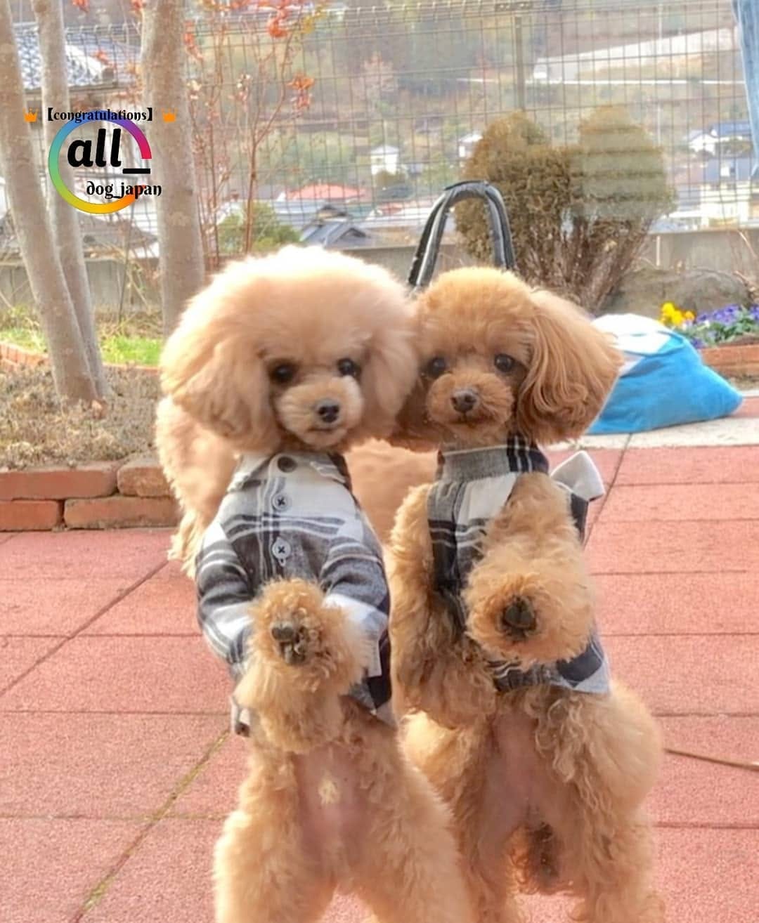 Post 6 by ALL DOG JAPAN on Instagram (image)