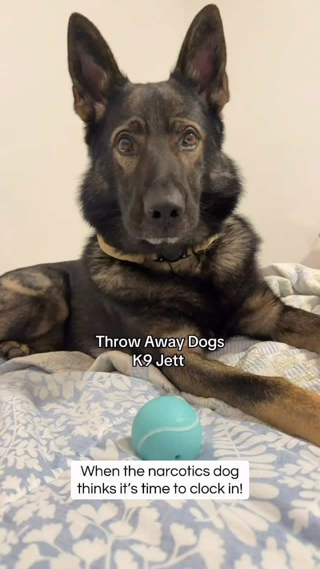 Post 4 by Throw Away Dogs Project on Instagram (video)