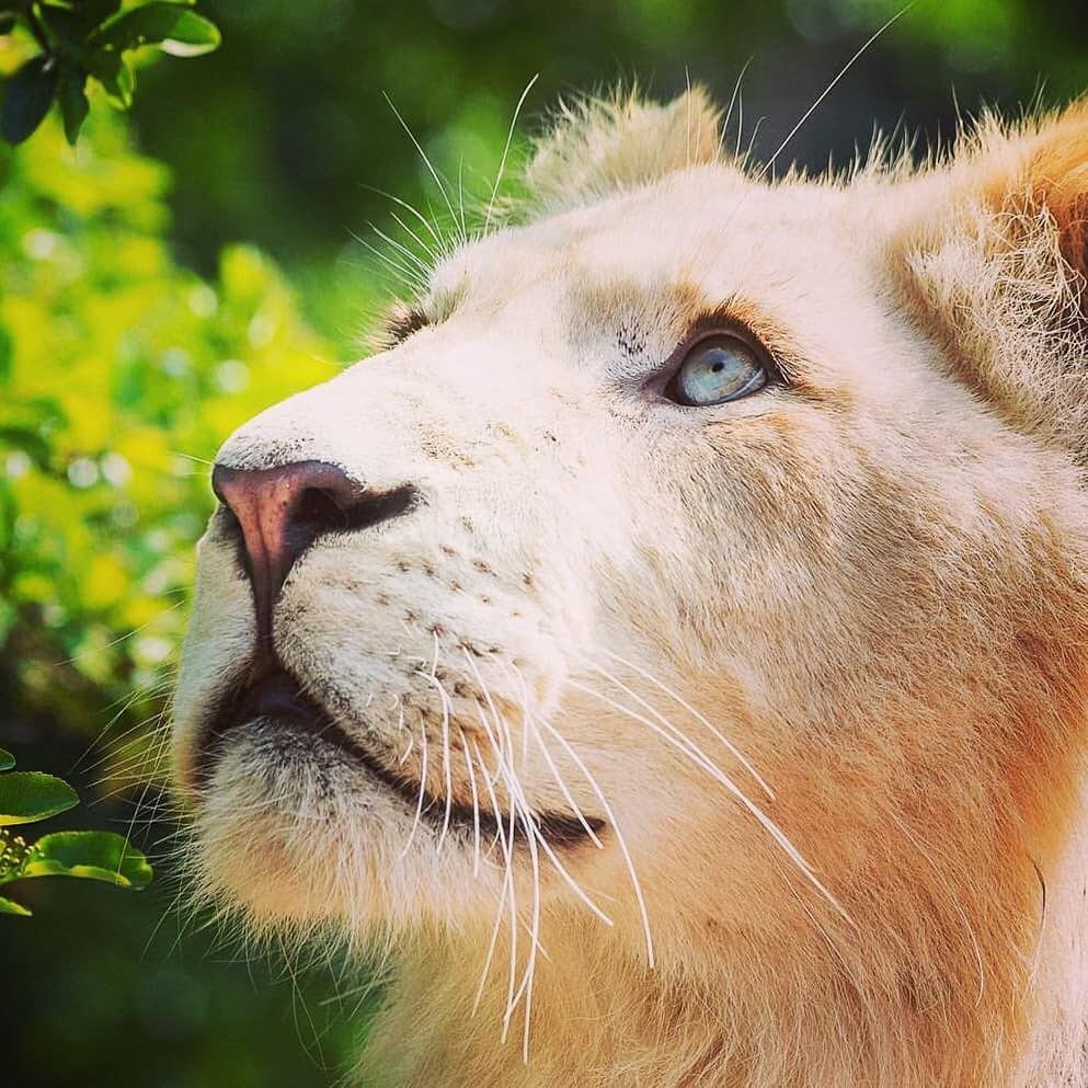 Post 1 by The Lion Station on Instagram (image)