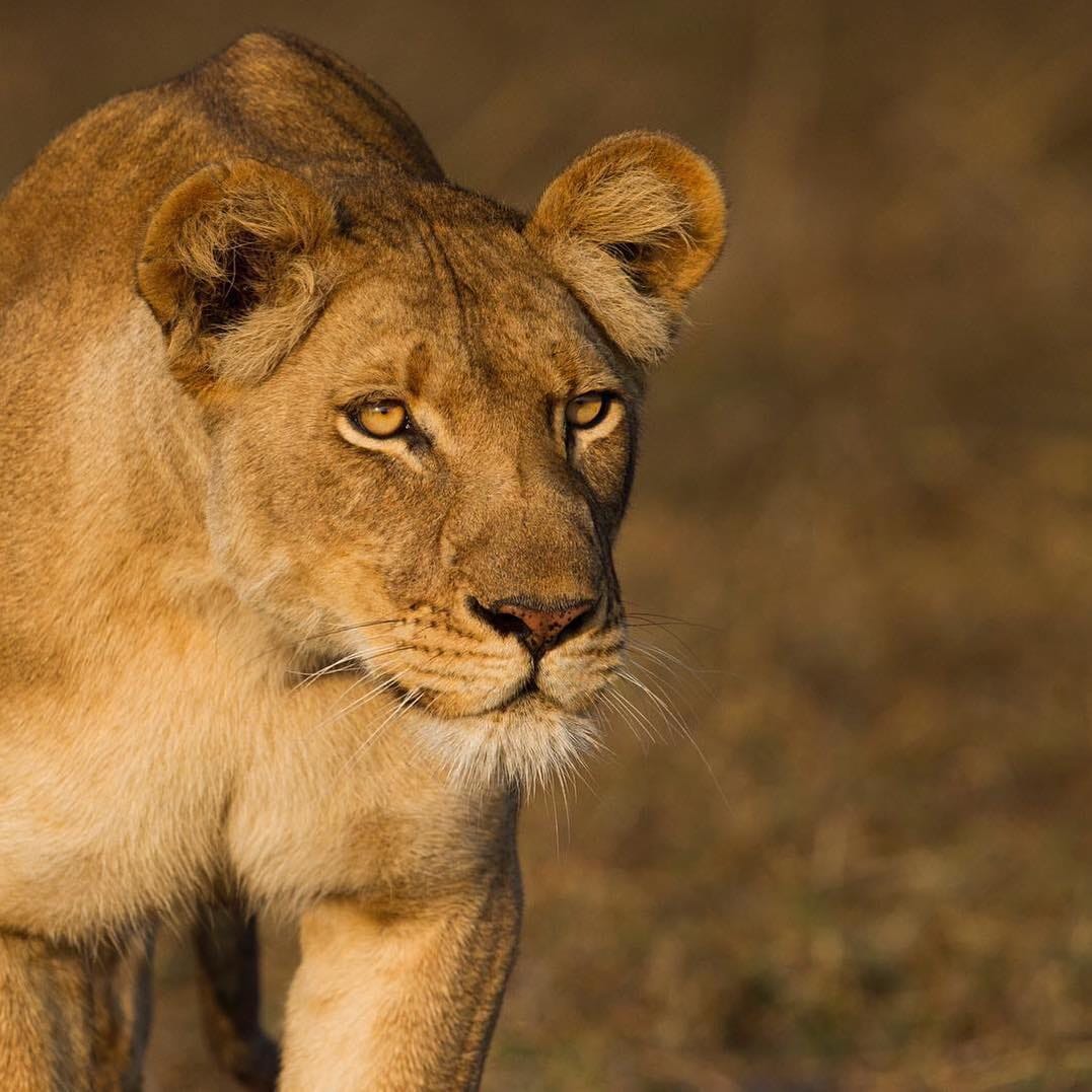 Post 10 by The Lion Station on Instagram (image)