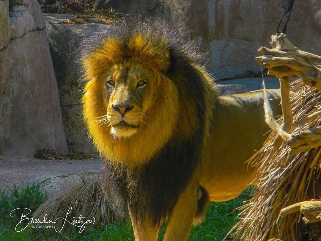 Post 3 by The Lion Station on Instagram (image)
