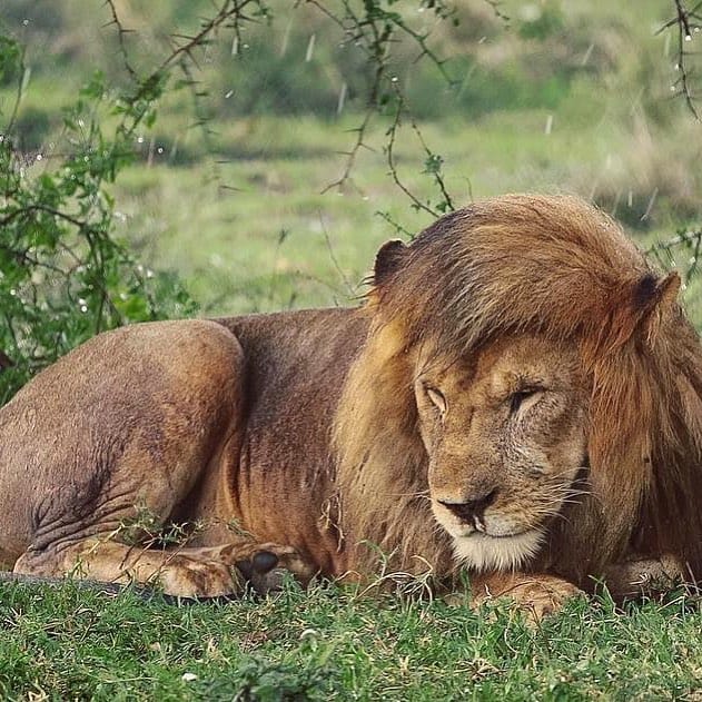 Post 4 by The Lion Station on Instagram (image)