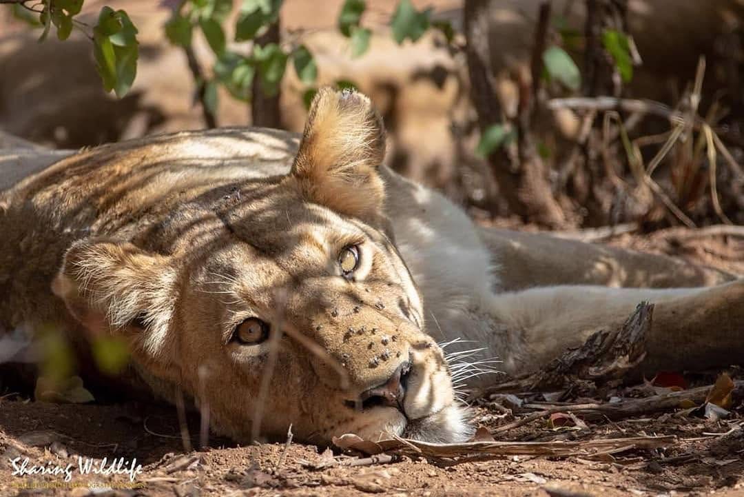 Post 8 by The Lion Station on Instagram (image)