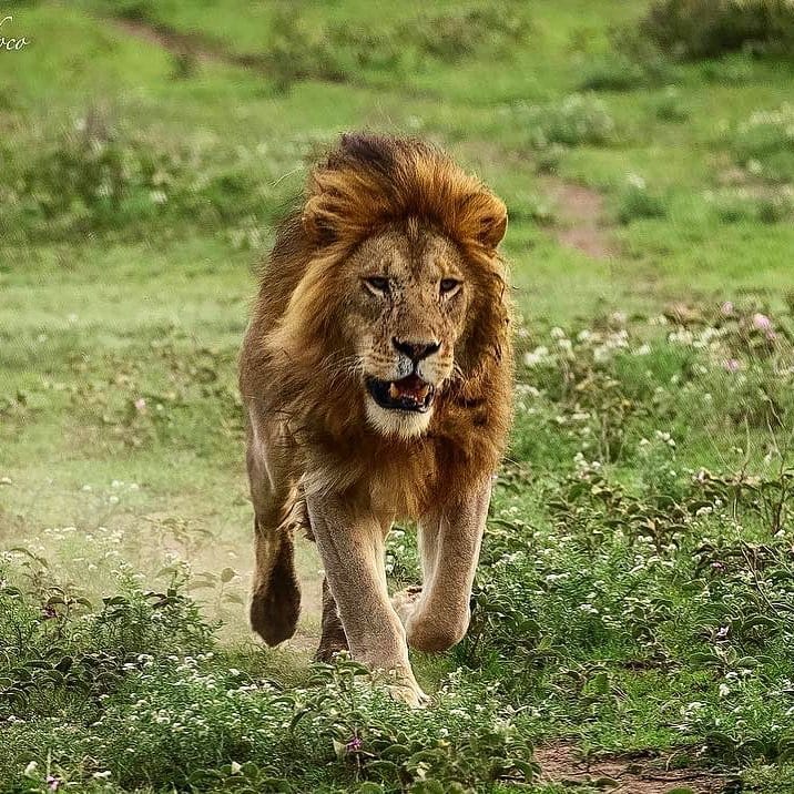 Post 2 by The Lion Station on Instagram (image)