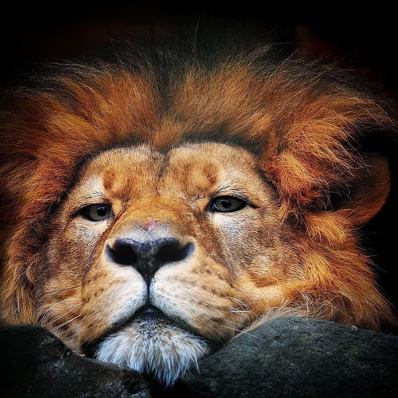 Post 5 by The Lion Station on Instagram (image)