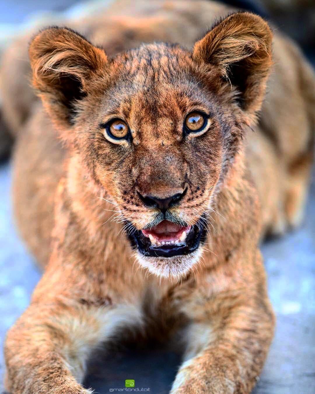 Post 7 by The Lion Station on Instagram (image)