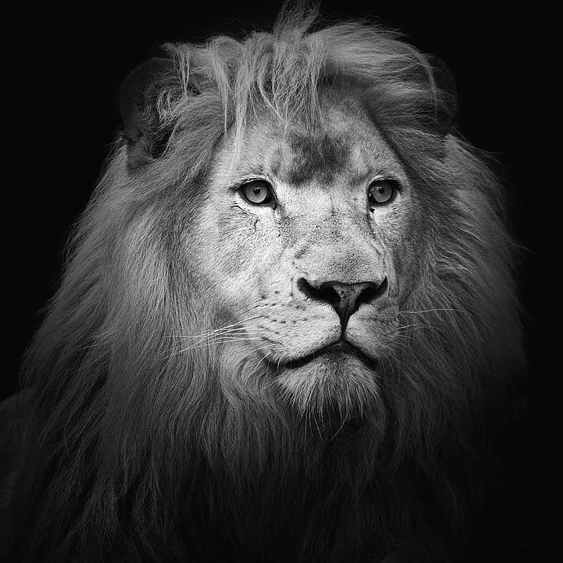 Post 6 by The Lion Station on Instagram (image)