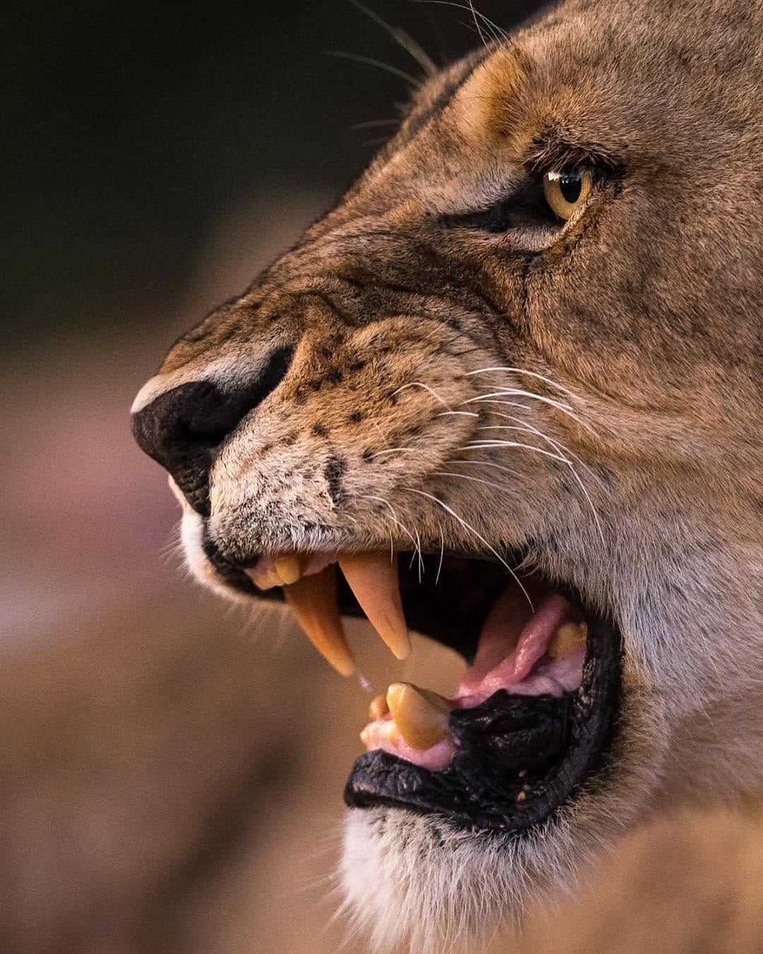 Post 9 by The Lion Station on Instagram (image)