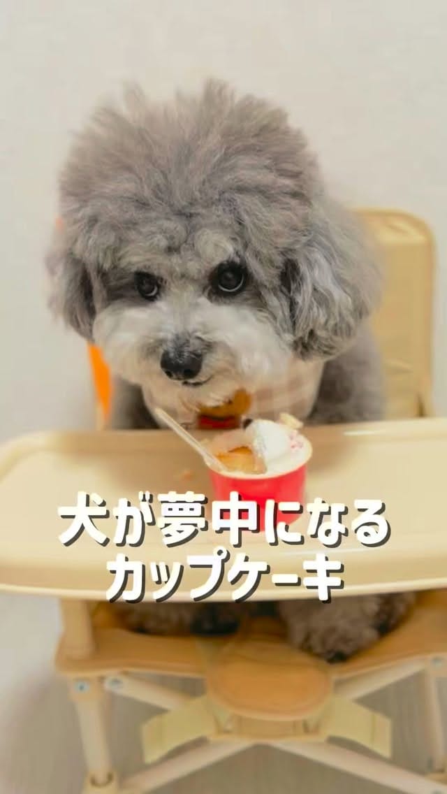 Post 2 by たろうまるさん♡（Taromaru）toypoodlesilver on Instagram (video)
