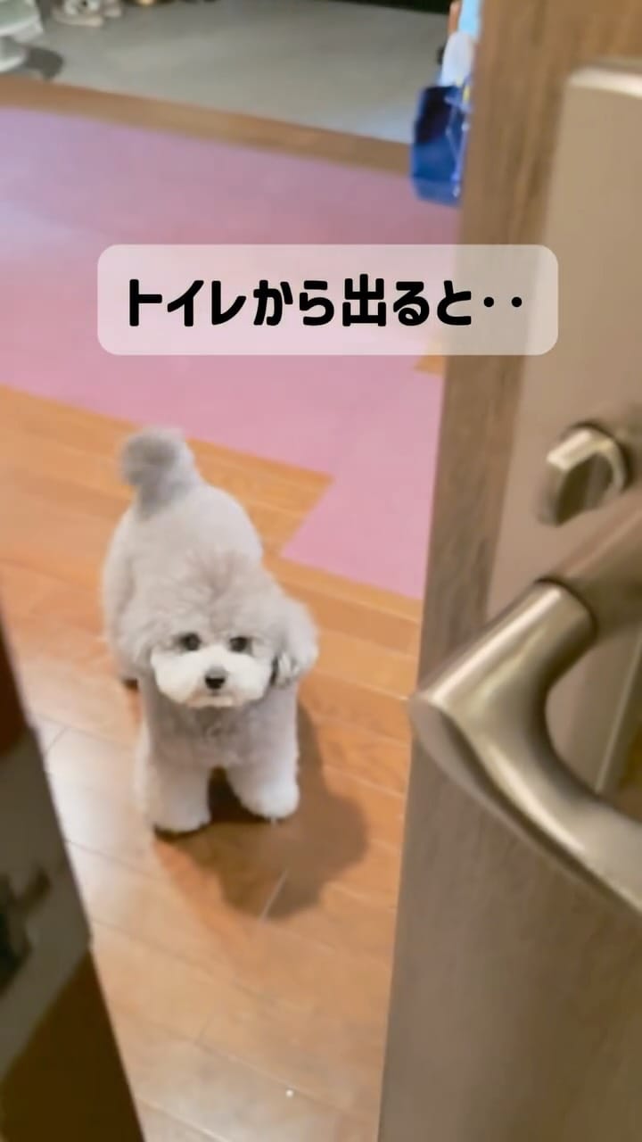 Post 8 by たろうまるさん♡（Taromaru）toypoodlesilver on Instagram (video)