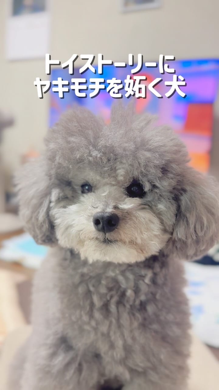 Post 5 by たろうまるさん♡（Taromaru）toypoodlesilver on Instagram (video)