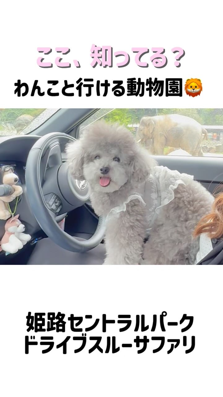 Post 7 by たろうまるさん♡（Taromaru）toypoodlesilver on Instagram (video)