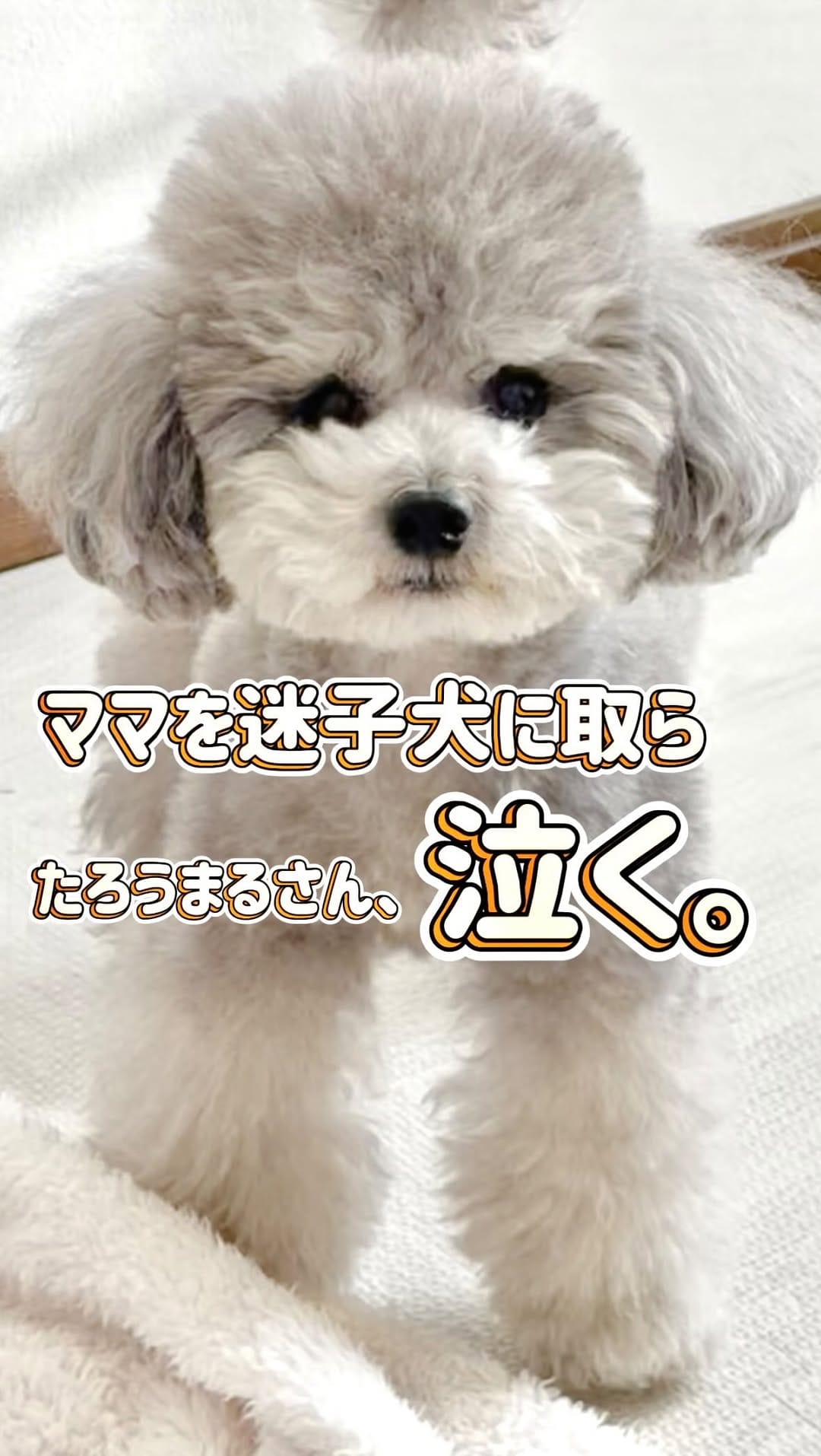 Post 10 by たろうまるさん♡（Taromaru）toypoodlesilver on Instagram (video)