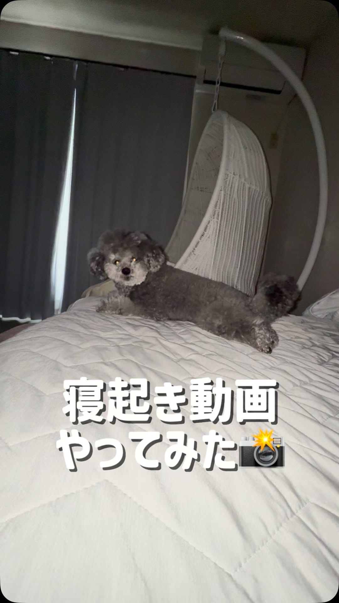 Post 4 by たろうまるさん♡（Taromaru）toypoodlesilver on Instagram (video)